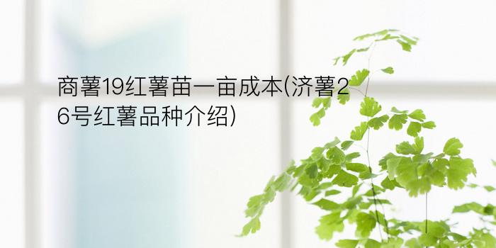 商薯19红薯苗一亩成本(济薯26号红薯品种介绍)