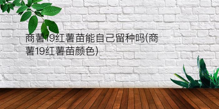 商薯19红薯苗能自己留种吗(商薯19红薯苗颜色)