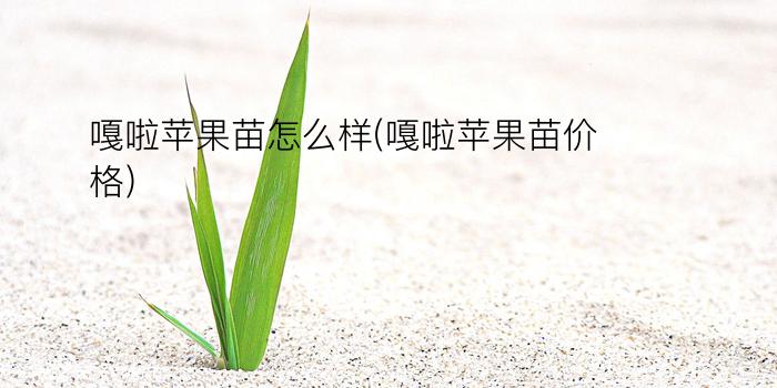 嘎啦苹果苗怎么样(嘎啦苹果苗价格)