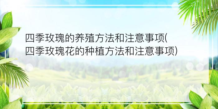 四季玫瑰的养殖方法和注意事项(四季玫瑰花的种植方法和注意事项)