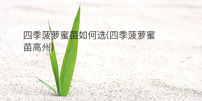 四季菠萝蜜苗如何选(四季菠萝蜜苗高州)