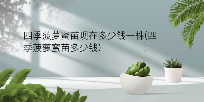 四季菠萝蜜苗现在多少钱一株(四季菠萝蜜苗多少钱)