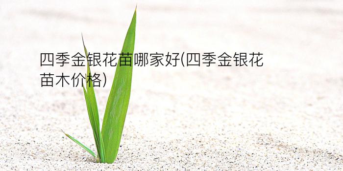 四季金银花苗哪家好(四季金银花苗木价格)