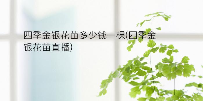 四季金银花苗多少钱一棵(四季金银花苗直播)