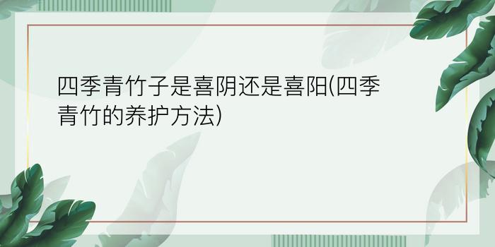 四季青竹子是喜阴还是喜阳(四季青竹的养护方法)