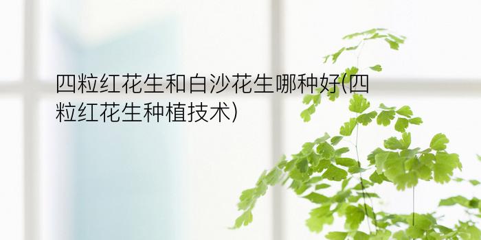 四粒红花生和白沙花生哪种好(四粒红花生种植技术)