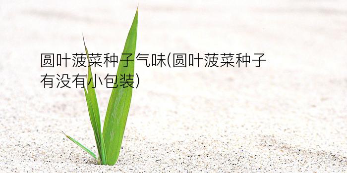 圆叶菠菜种子气味(圆叶菠菜种子有没有小包装?)