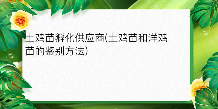 土鸡苗孵化供应商(土鸡苗和洋鸡苗的鉴别方法)