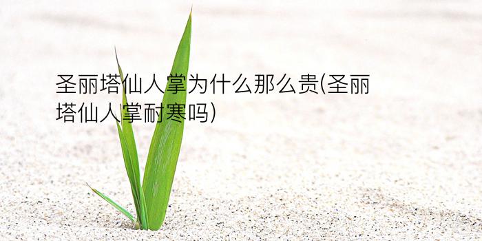 圣丽塔仙人掌为什么那么贵(圣丽塔仙人掌耐寒吗)