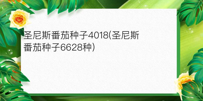 圣尼斯番茄种子4018(圣尼斯番茄种子6628种)