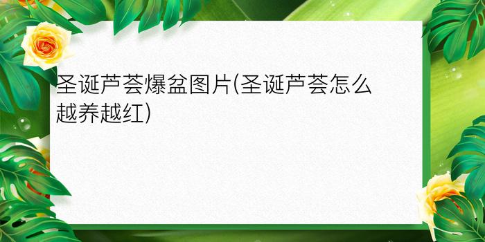 圣诞芦荟爆盆图片(圣诞芦荟怎么越养越红)