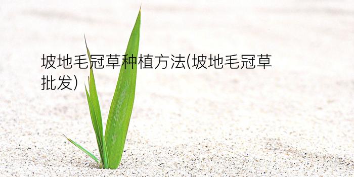 坡地毛冠草种植方法(坡地毛冠草批发)