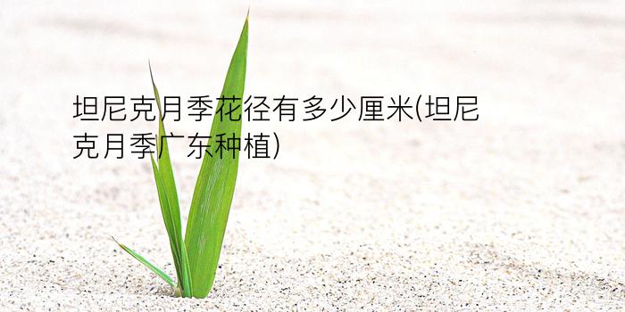 坦尼克月季花径有多少厘米(坦尼克月季广东种植)