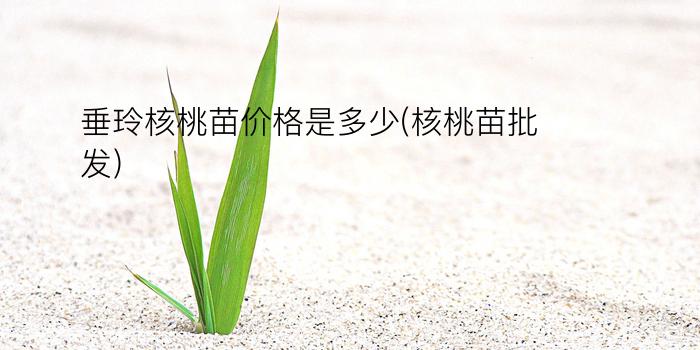 垂玲核桃苗价格是多少(核桃苗批发)