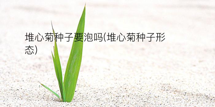 堆心菊种子要泡吗(堆心菊种子形态)