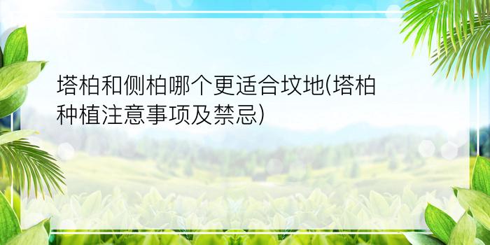 塔柏和侧柏哪个更适合坟地(塔柏种植注意事项及禁忌)