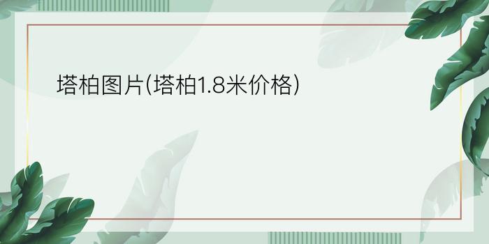 塔柏图片(塔柏1.8米价格)