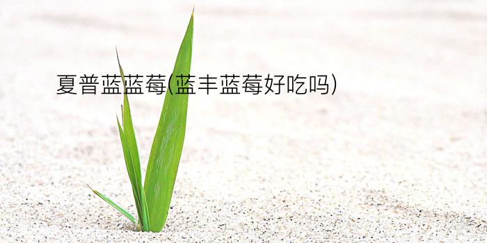 夏普蓝蓝莓(蓝丰蓝莓好吃吗)