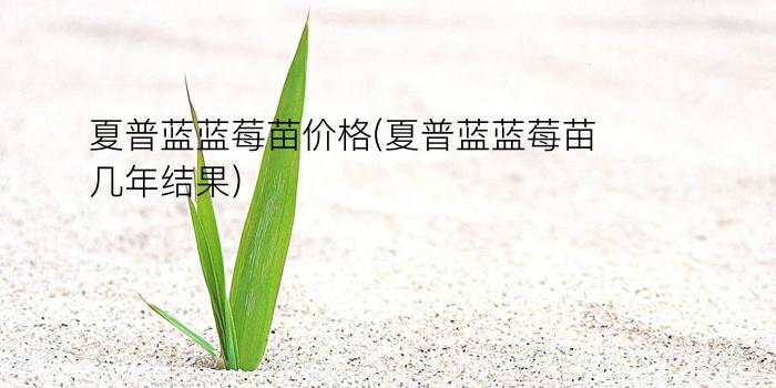 夏普蓝蓝莓苗价格(夏普蓝蓝莓苗几年结果)