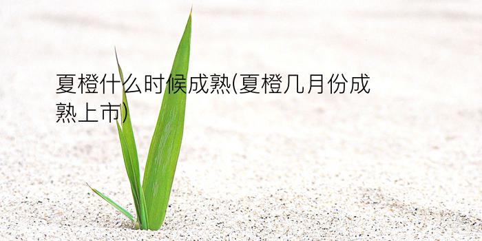 夏橙什么时候成熟(夏橙几月份成熟上市)