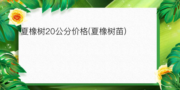 夏橡树20公分价格(夏橡树苗)