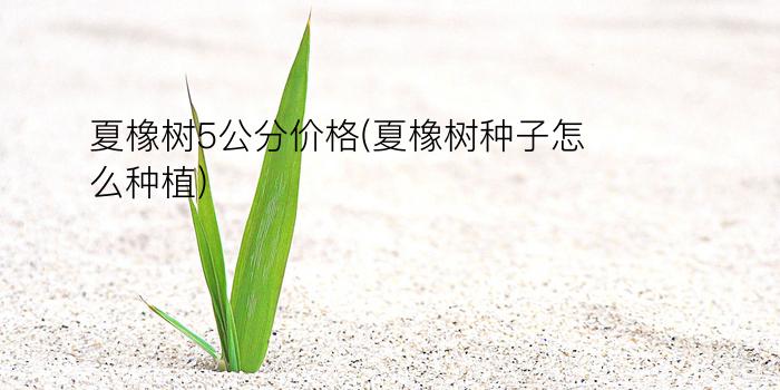 夏橡树5公分价格(夏橡树种子怎么种植)