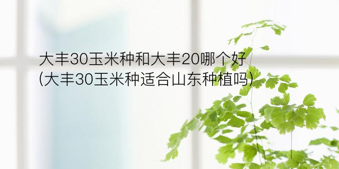 大丰30玉米种和大丰20哪个好(大丰30玉米种适合山东种植吗)