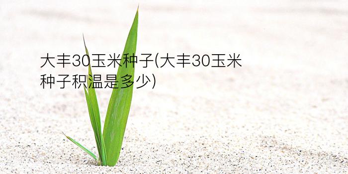 大丰30玉米种子(大丰30玉米种子积温是多少)