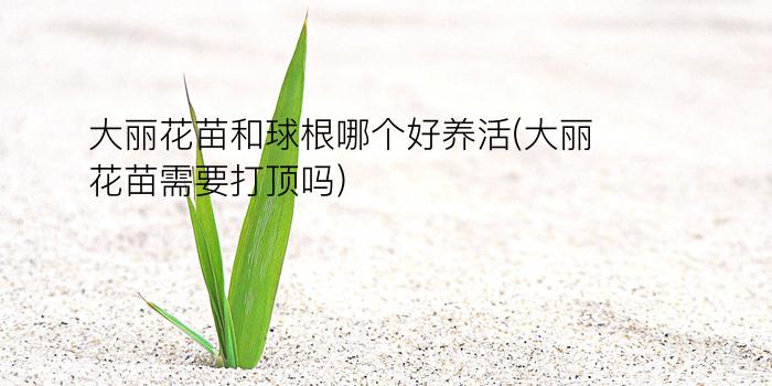 大丽花苗和球根哪个好养活(大丽花苗需要打顶吗)