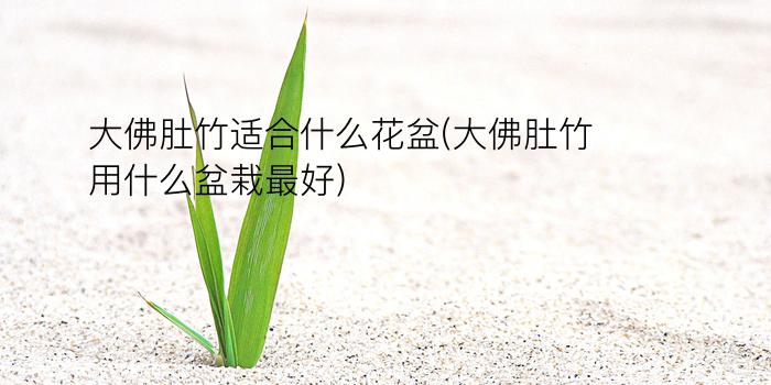 大佛肚竹适合什么花盆(大佛肚竹用什么盆栽最好)