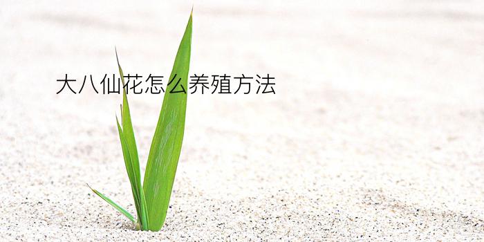 大八仙花怎么养殖方法