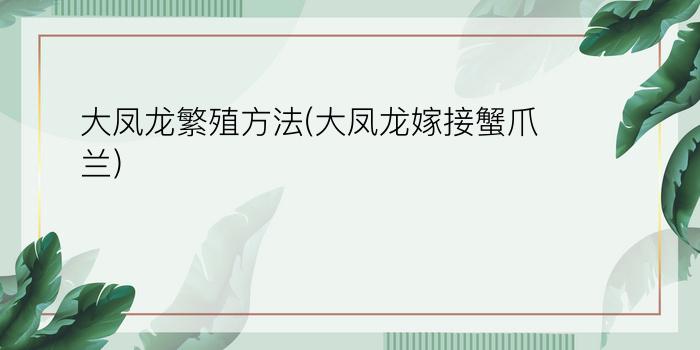 大凤龙繁殖方法(大凤龙嫁接蟹爪兰)