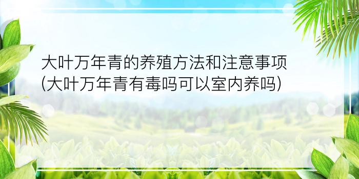 大叶万年青的养殖方法和注意事项(大叶万年青有毒吗可以室内养吗)