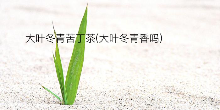 大叶冬青苦丁茶(大叶冬青香吗)