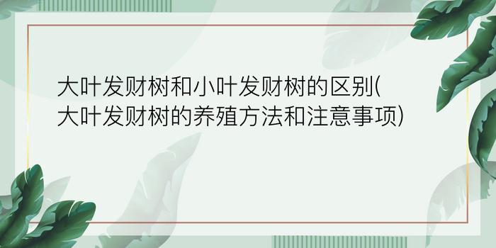 大叶发财树和小叶发财树的区别(大叶发财树的养殖方法和注意事项)