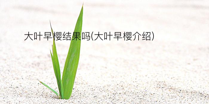 大叶早樱结果吗(大叶早樱介绍)