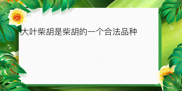 大叶柴胡是柴胡的一个合法品种