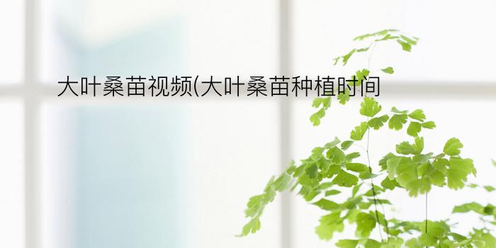 大叶桑苗视频(大叶桑苗种植时间)