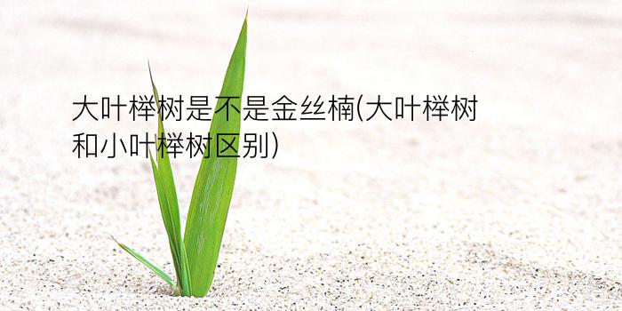 大叶榉树是不是金丝楠(大叶榉树和小叶榉树区别)