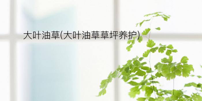 大叶油草(大叶油草草坪养护)