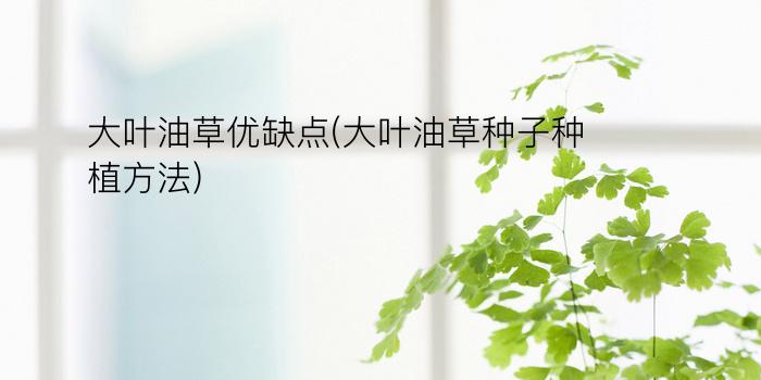 大叶油草优缺点(大叶油草种子种植方法)