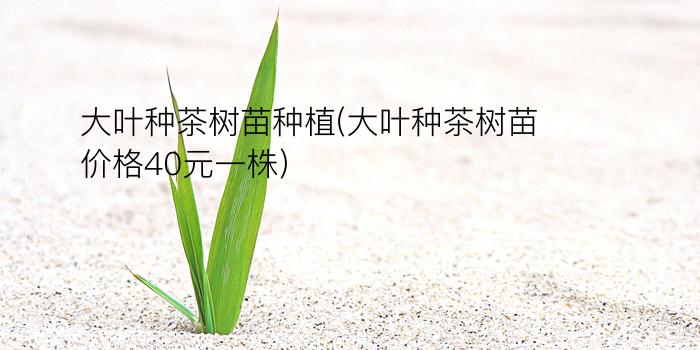 大叶种茶树苗种植(大叶种茶树苗价格40元一株)