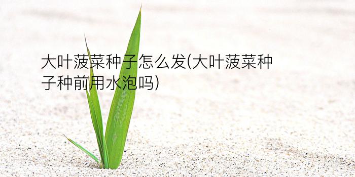 大叶菠菜种子怎么发(大叶菠菜种子种前用水泡吗)