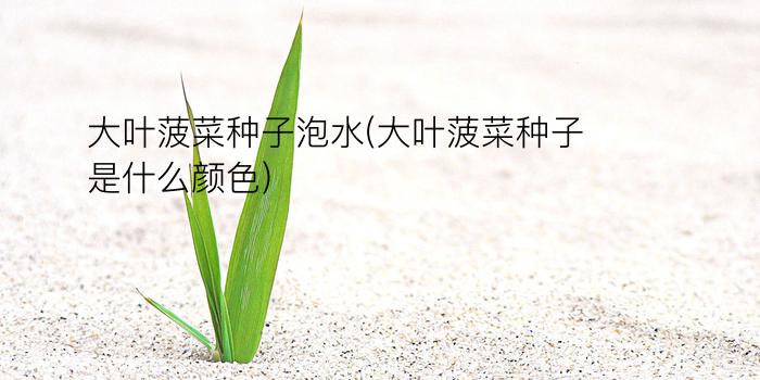 大叶菠菜种子泡水(大叶菠菜种子是什么颜色)