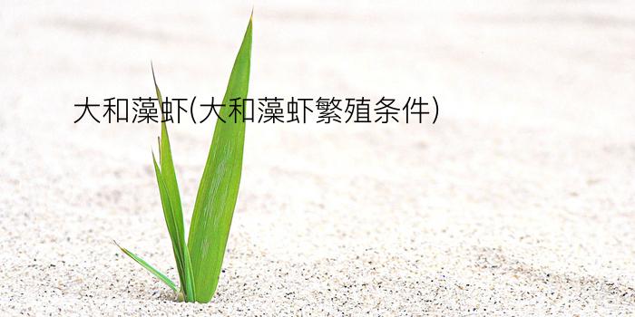 大和藻虾(大和藻虾繁殖条件)