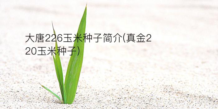 大唐226玉米种子简介(真金220玉米种子)