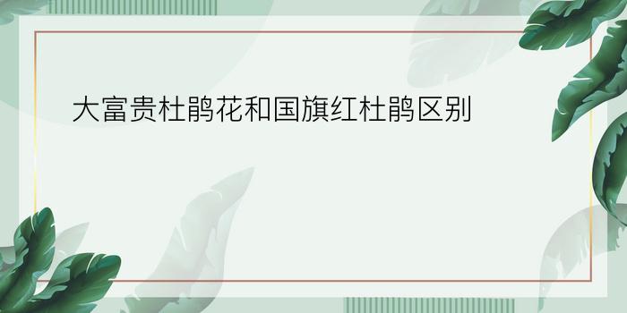 大富贵杜鹃花和国旗红杜鹃区别