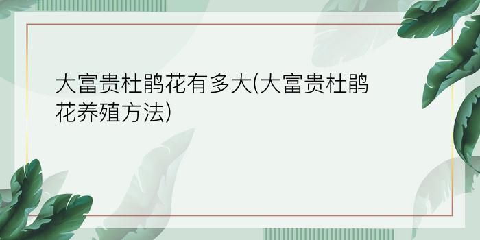 大富贵杜鹃花有多大(大富贵杜鹃花养殖方法)