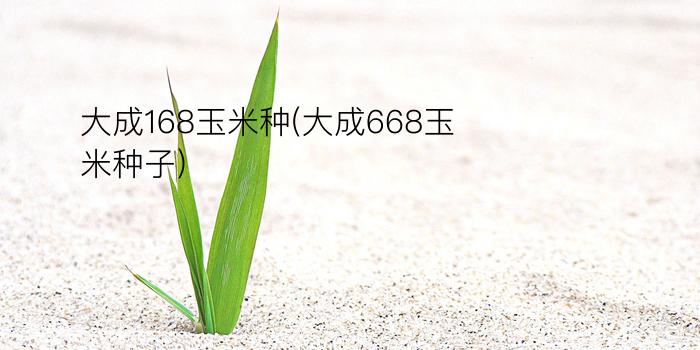 大成168玉米种(大成668玉米种子)