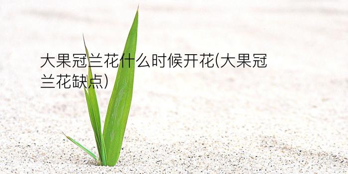 大果冠兰花什么时候开花(大果冠兰花缺点)